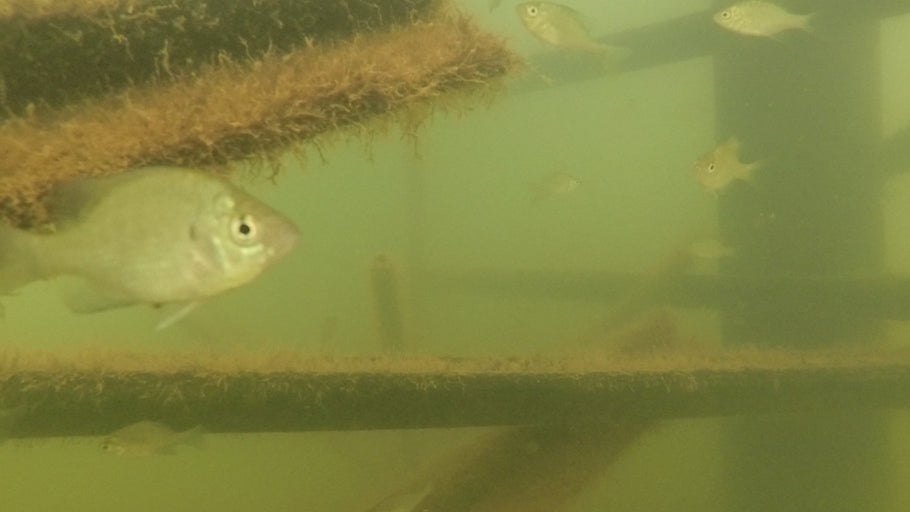 Does Scuffing the Surface of a Fish Attractor Make a Difference?